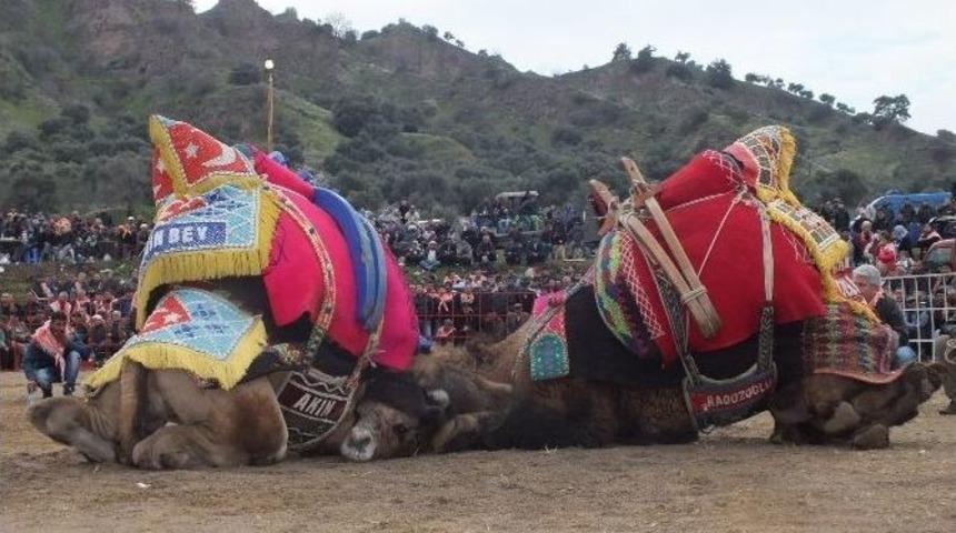 Pehlivan Develer K&ouml;şk Arenasında Boy G&ouml;sterdi