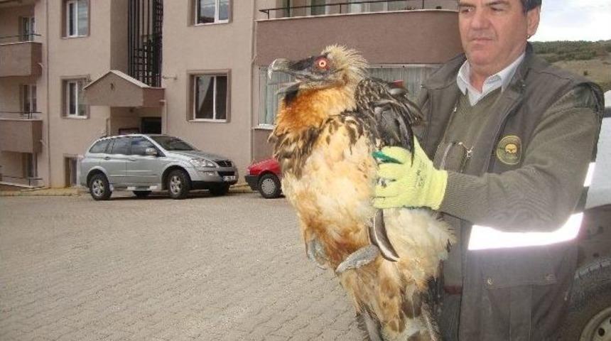 Bilecik&rsquo;de Yaralı Halde Bulunan &lsquo;sakallı Akbaba&rsquo; Koruma Altına Alındı