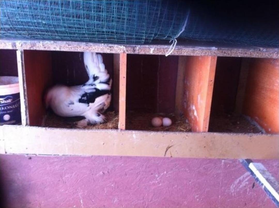 İspen&ccedil; Tavuğu Yumurtaları Sosyal Medyada