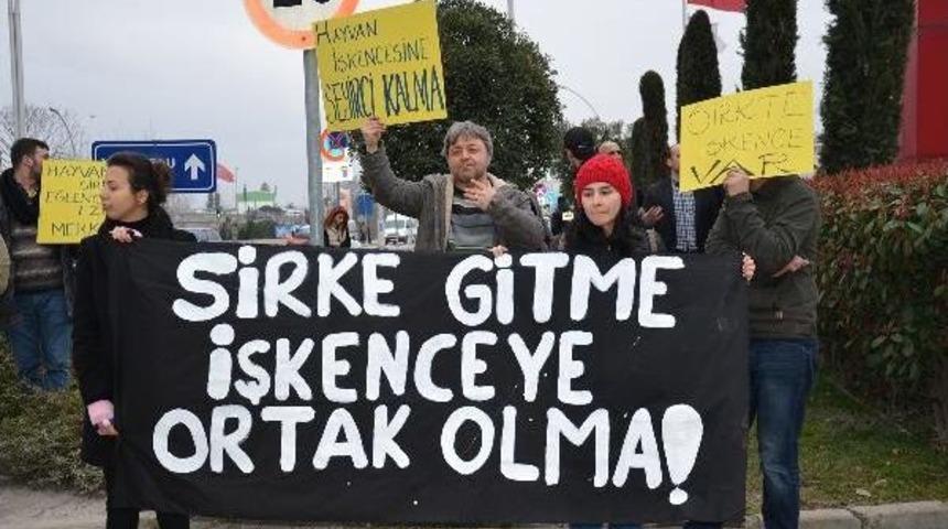 Hayvan Hakları Savunucularından Sirk Tepkisi