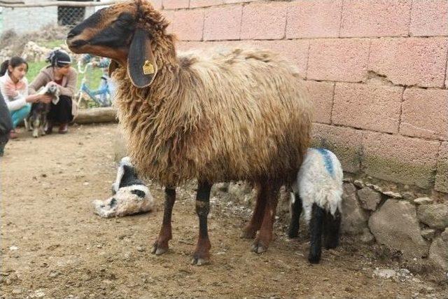 Siirt&rsquo;te 250-300 Bin Dolayında Hayvan Doğumu Bekleniyor 1