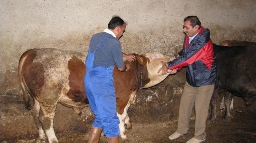 Sorgun&rsquo;da Şap Aşısı Kampanyası