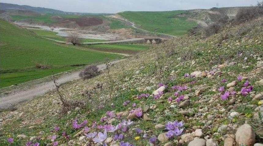 Adıyaman&rsquo;da, Ağa&ccedil;lar &Ccedil;i&ccedil;ek A&ccedil;tı