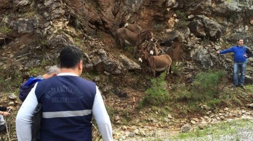 Kayıp Eşekler Sahiplendirilmiş