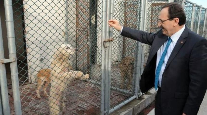 Başkan Şahin Hayvan Barınağını İnceledi