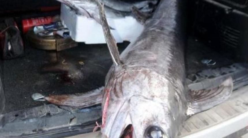 Yasağa Rağmen Avlanan 5 Kılı&ccedil; Balığına El Konuldu