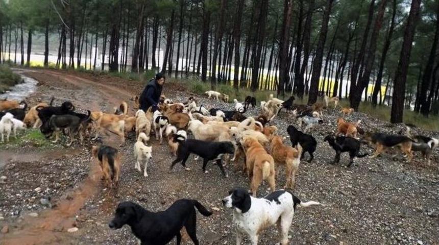 Haydos Barınağı Dalaman&rsquo;a Belediyesine Devredildi