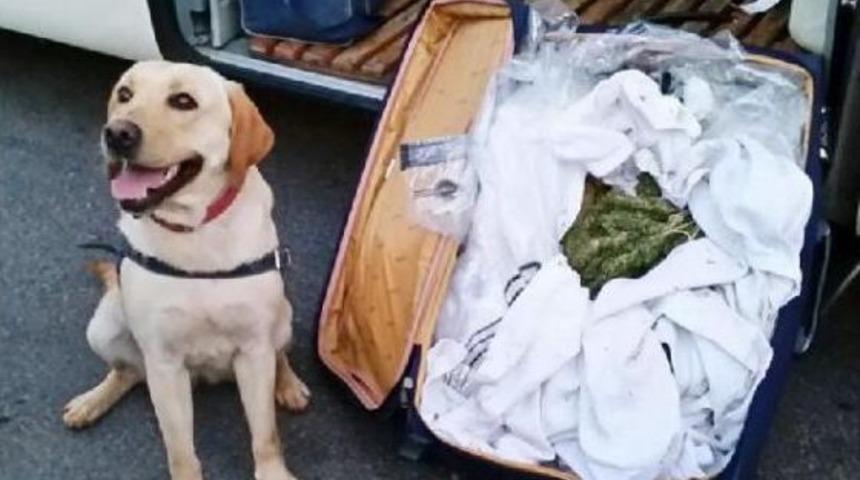 Yolcu Otob&uuml;s&uuml;nde Esrar Ve Tabanca Ele Ge&ccedil;ti, 1 Kişi G&ouml;zaltında