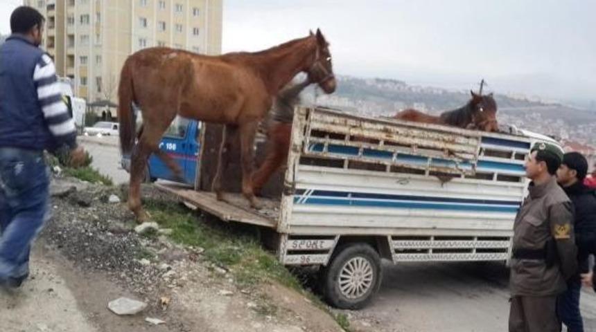 At Arabasına Koşmak I&ccedil;in Yarış Atı &Ccedil;alan 3 Ş&uuml;pheli, Serbest