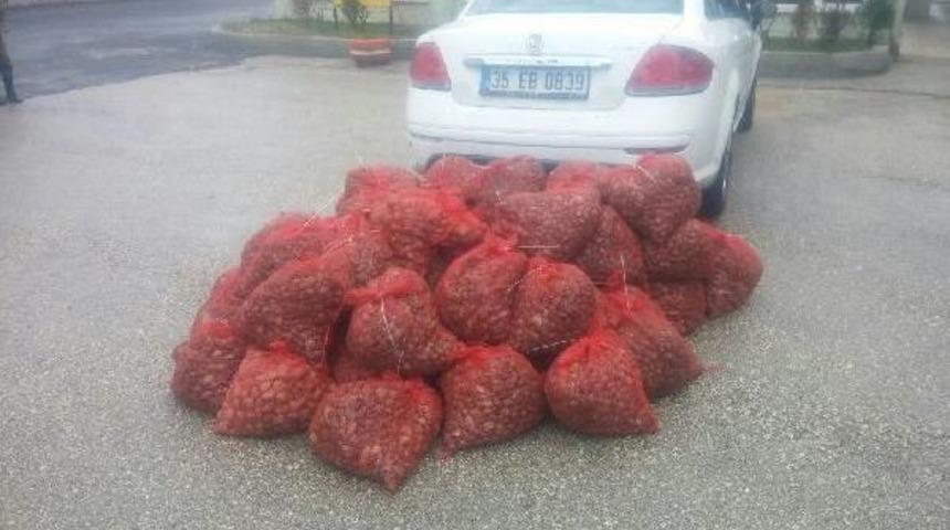 Otomobilde 1 Ton Ka&ccedil;ak Midye Ele Ge&ccedil;irildi