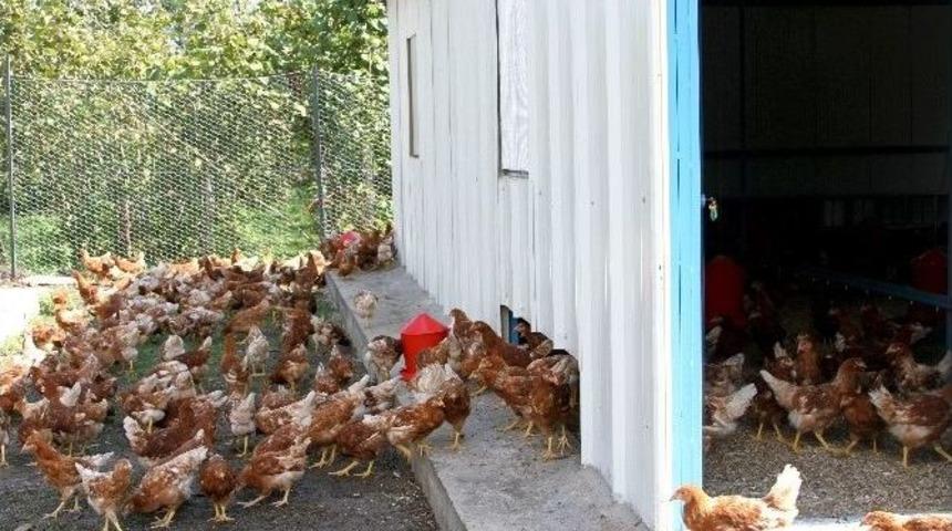 &lsquo;yumurta Tavuk&ccedil;uluğu&rsquo;na B&uuml;y&uuml;k İlgi