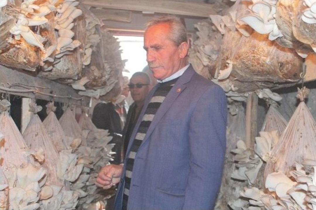 İstiridye Mantarının Hasadı Yapıldı