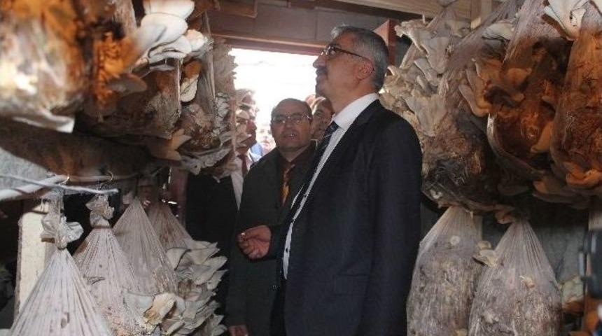 Niğde&rsquo;de Yeraltı Depolarında Mantar Yetiştiriciliği &Ccedil;alışması Yapılıyor