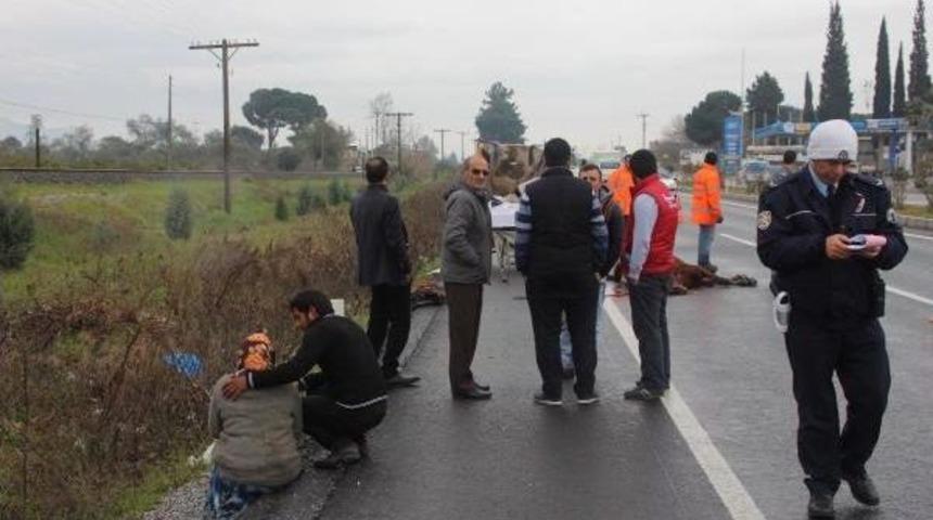 Kamyonetin &Ccedil;arptığı At Telef Oldu