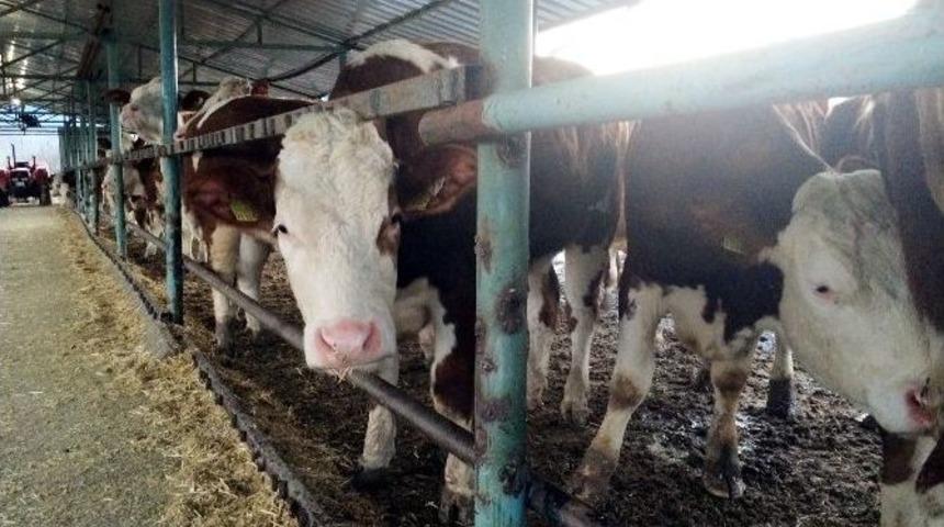 Damızlık Sığır Yetiştiriciler Birliği 250 Gebe D&uuml;ve Dağıtacak