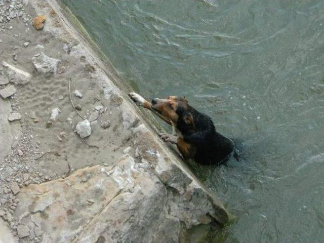 Nehirden Çıkan Köpeğin Üzerine Ceketini Örttü