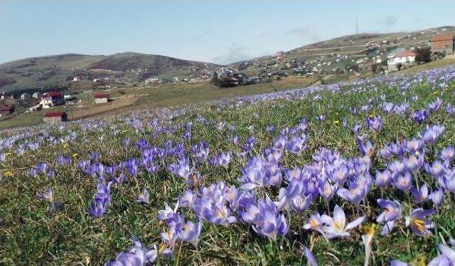 Araplar Ordu'dan 100 Konut Aldı