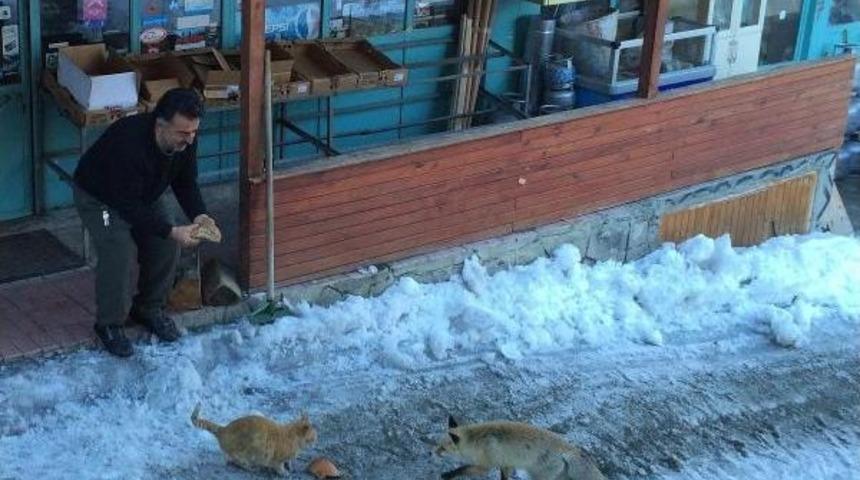 A&ccedil; Kalan Tilki Pansiyona Sığındı