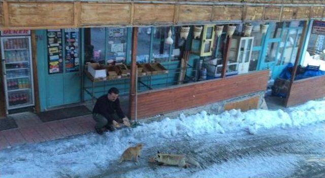 Aç Kalan Tilki Pansiyona Sığındı 1