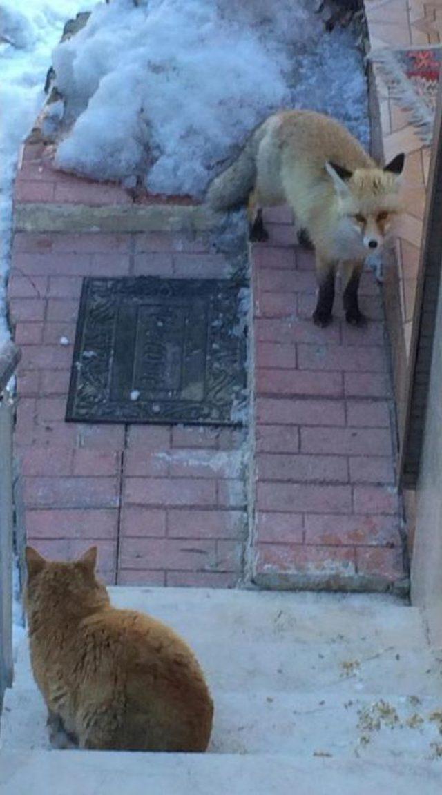 Aç Kalan Tilki Pansiyona Sığındı 3