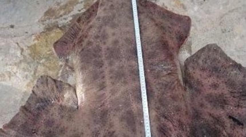 G&ouml;kova K&ouml;rfezinde İlk Defa G&ouml;r&uuml;ld&uuml;, O Da &Ouml;l&uuml; Bulundu