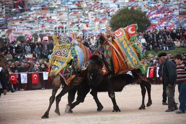 Bayraklı Deve Güreşlerine Hazır