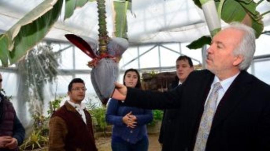 Ada &Ccedil;ayı&rsquo;nın Kilogram Fiyatında İndirim