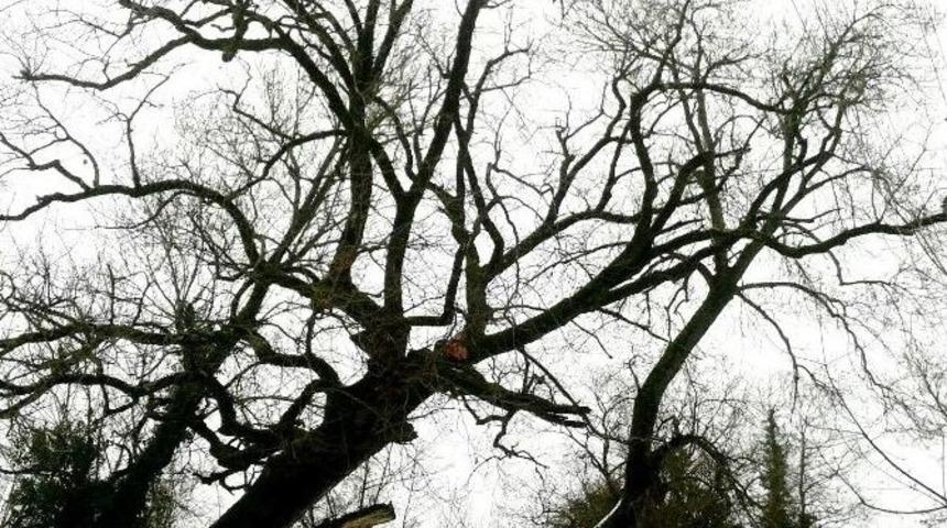 İzmit Belediyesi&rsquo;nin Hedefi Daha Yeşil Bir Kent