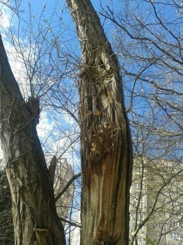 İzmit Belediyesi’nin Hedefi Daha Yeşil Bir Kent 1
