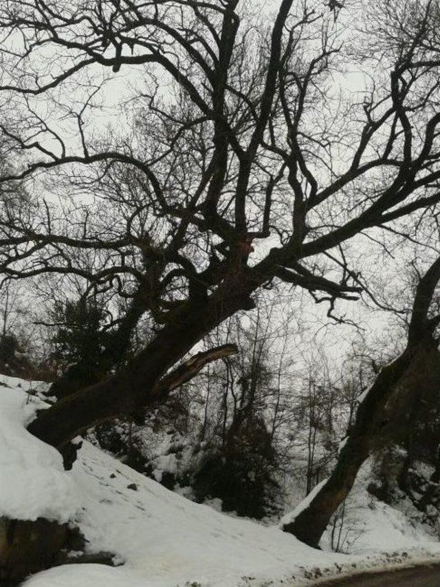 İzmit Belediyesi’nin Hedefi Daha Yeşil Bir Kent 2