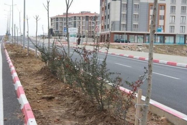 Kırklareli’de Toki Yolu Ihlamur Kokacak