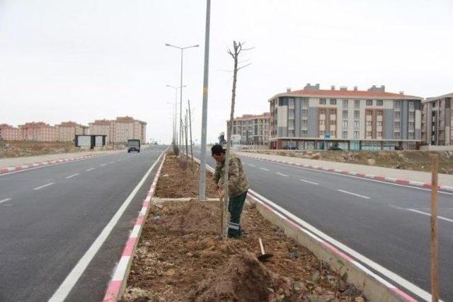 Kırklareli’de Toki Yolu Ihlamur Kokacak