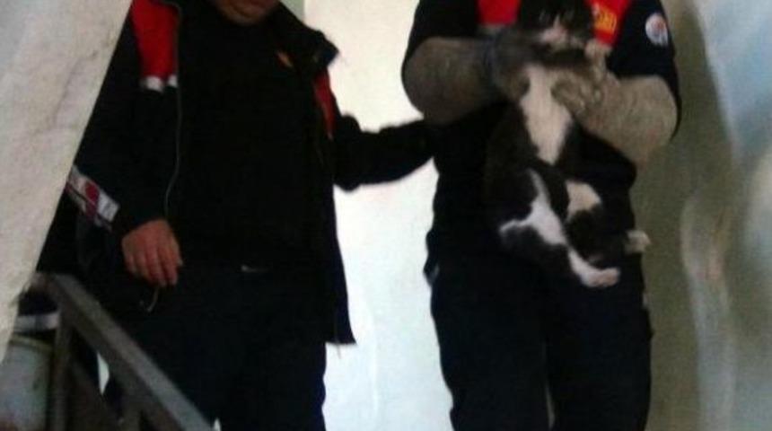 Kedi Kurtarma Operasyondu