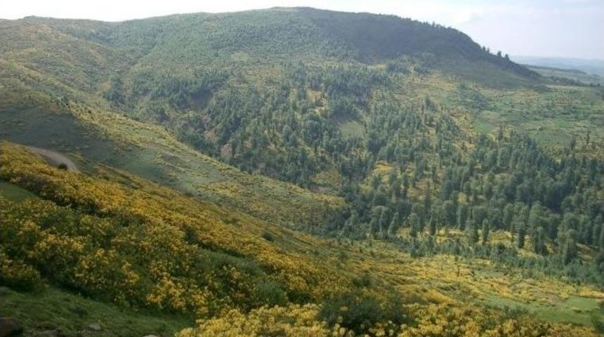 Ordu&rsquo;da Ağa&ccedil;landırma Seferberliği Başlatılıyor