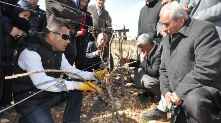 Adıyaman'da &Uuml;z&uuml;m &Uuml;reticilerine Budama Eğitimi