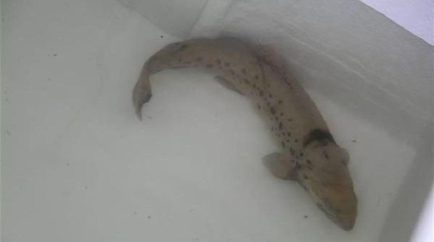 Abant Alası I&ccedil;in Uşak'ta Yetişti