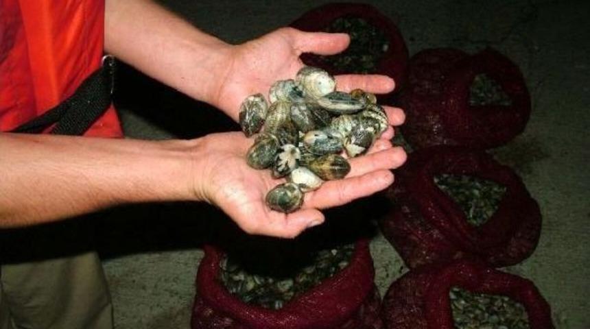 Ka&ccedil;ak Avlanan 29 Ton Midye Denize Bırakıldı