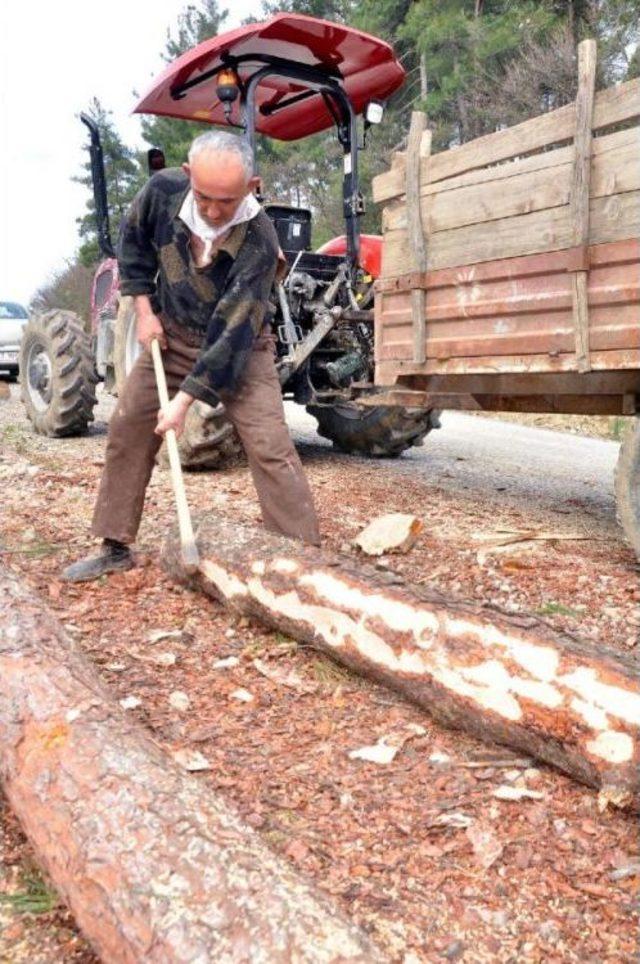 Emekli Madenci, Ek Gelir Için Ormanda Balta Sallıyor