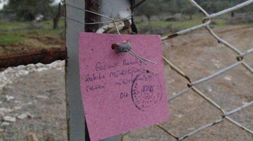 Gaziemir'deki Zeytin Ağacı Kıyımını Belediye Başkanı Durdurdu