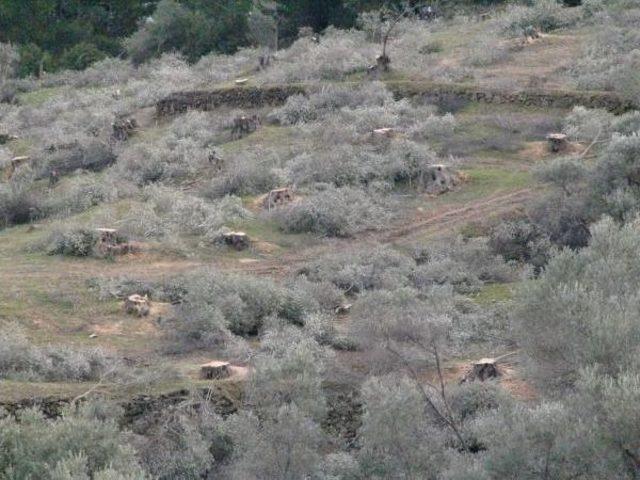 Gaziemir deki Zeytin Ağacı Kıyımını Belediye Başkanı Durdurdu 2
