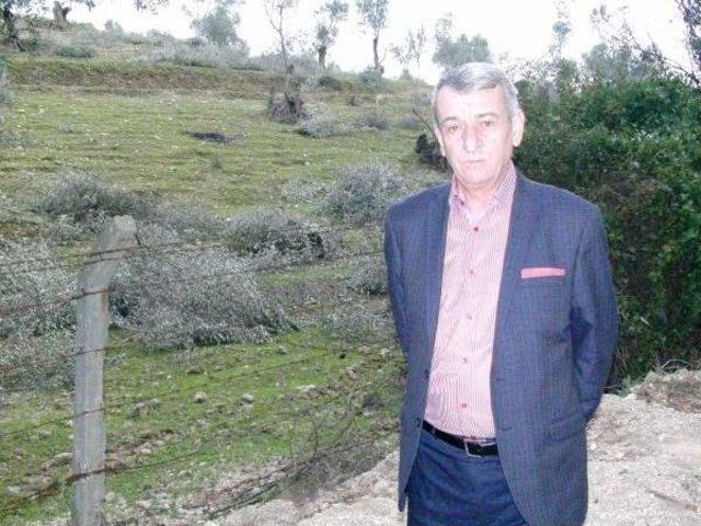 Gaziemir deki Zeytin Ağacı Kıyımını Belediye Başkanı Durdurdu 3