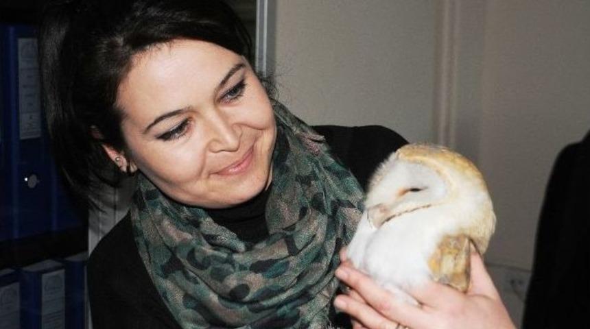 Cizre&rsquo;de &rsquo;isa Kuşu&rsquo; T&uuml;r&uuml; Baykuş Bulundu