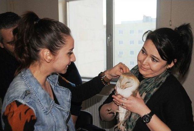 Cizre&rsquo;de &rsquo;isa Kuşu&rsquo; T&uuml;r&uuml; Baykuş Bulundu 1