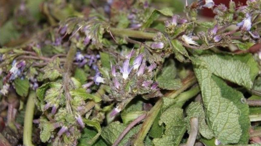 Baharın M&uuml;jdecisi Hodan Otu Pazardaki Yerini Aldı