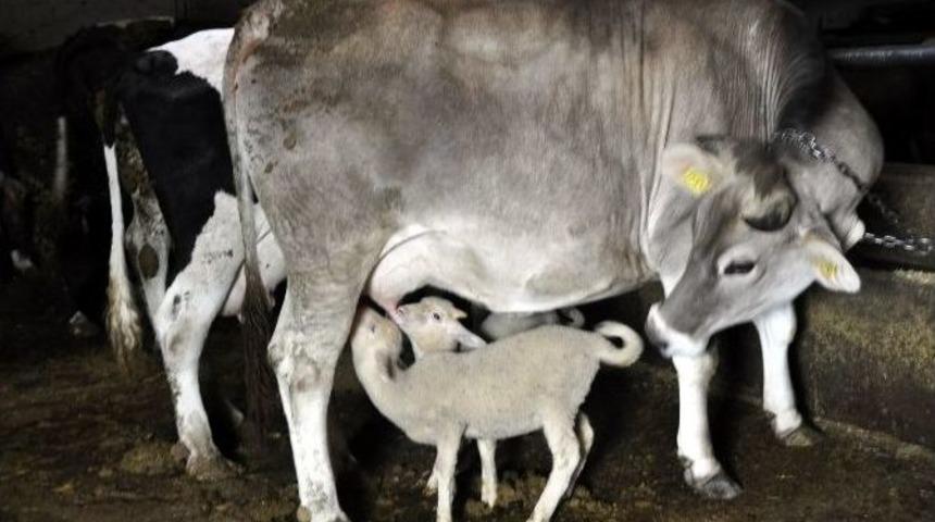 İnek Kuzulara Annelik Yapıyor