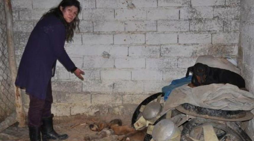 Bursa&rsquo;Da İznik Havan Barınağının I&ccedil;ler Acısı Hali