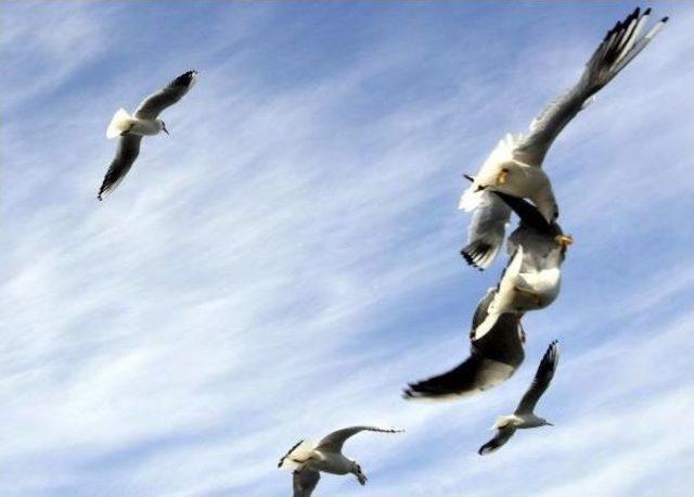 Martıların Havada Ekmek Kapma Savaşı 2