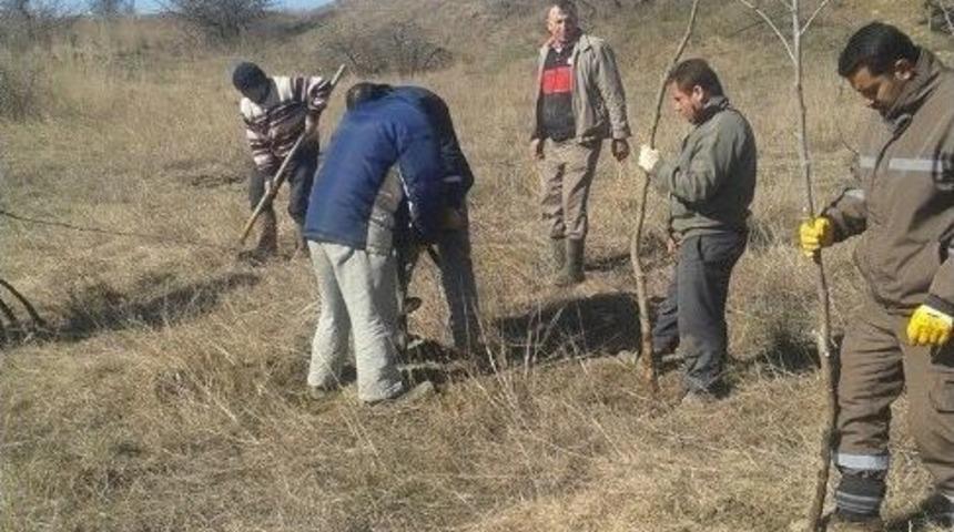 Malkara&rsquo;da 2 Bin 500 Fidan Dikildi