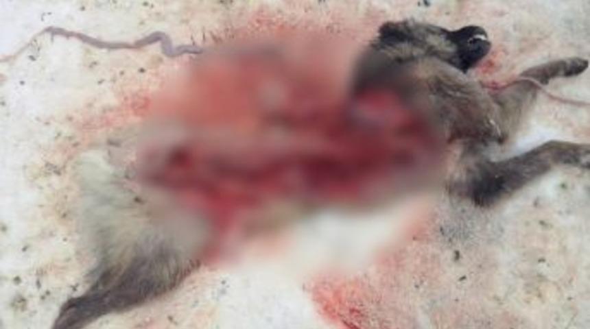 A&ccedil; Kurtlar K&ouml;peği Yediler