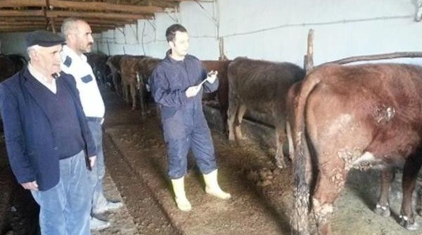 Yozgat’ta 215 Bin Büyükbaş Hayvan Aşılanacak